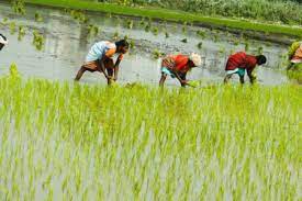 FG empowers rice farmers in Ogun